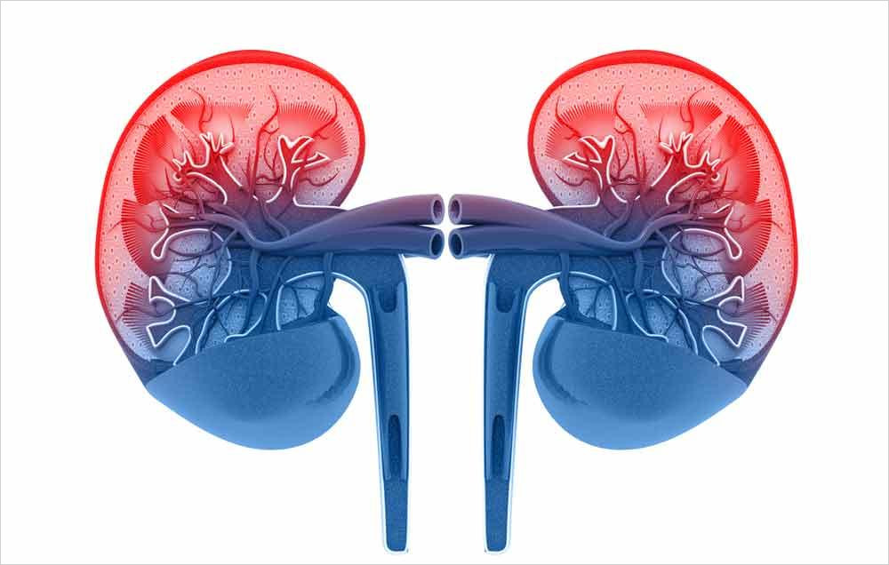 Proteínas Y Función Renal En El Siglo XXI - Jorge Roig