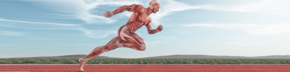Fundamentos de la Anatomia Funcional y Patrones de Movimiento