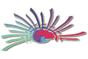 Asociación Española de Ciencias del Deporte