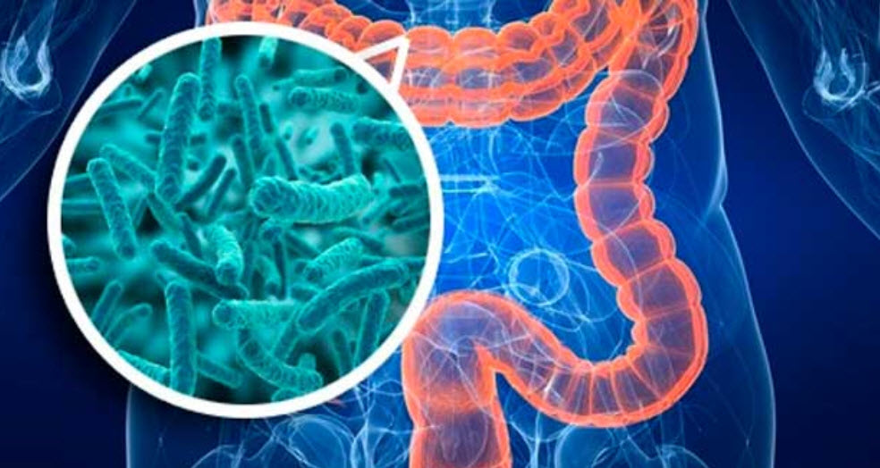 Resultado de imagen para microbiota humana