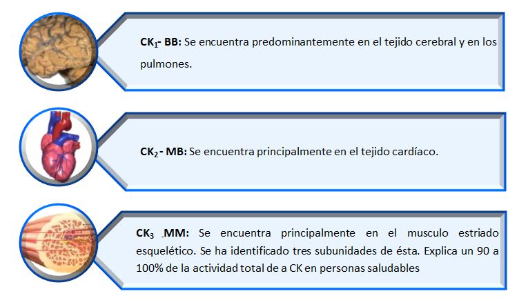 Cpk elevada por ejercicio