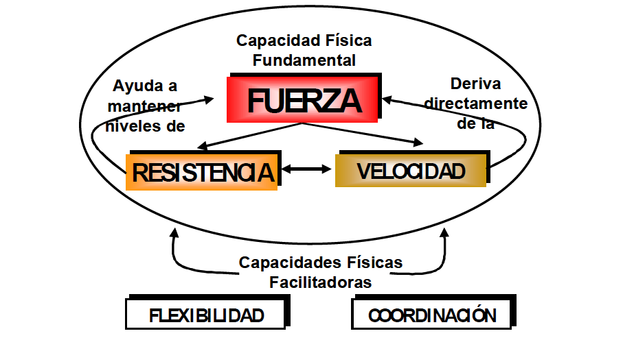 LA FUERZA ÚNICA CUALIDAD FÍSICA BÁSICA Physical