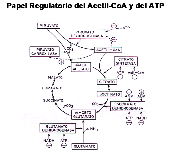 Que es carnitina pdf