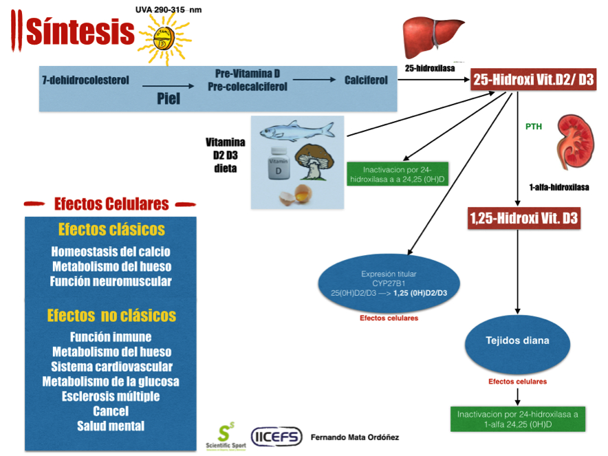 Que es la vitamina d 25 hidroxi total