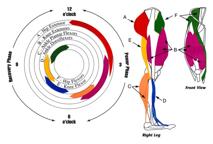 Imagen 1. Músculos implicados durante la pedalada
