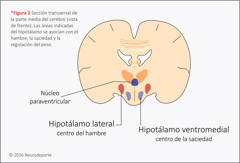 Resultado de imagen para HIPOTALAMO HAMBRE