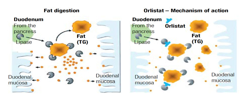 Del mecanismo de orlistat accion medicamento