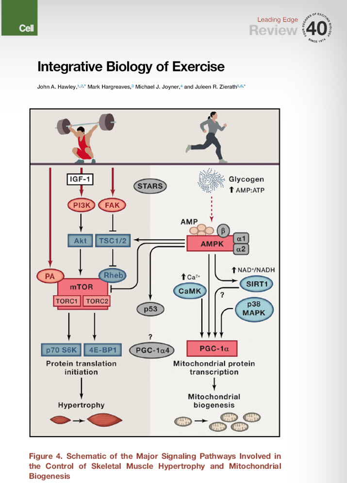 Integrative Biology of Exercise Obesity Management School