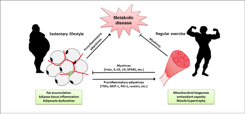 adipogénesis y función de células grasas en obesidad y diabetes