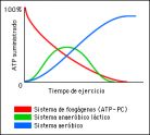 Interrelación de los sistemas energéticos durante la realización del ejercicio físico