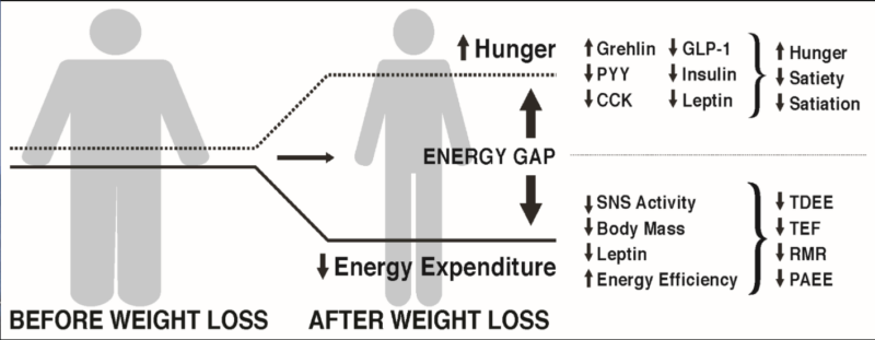 ​La brecha energética en la pérdida de peso graso
