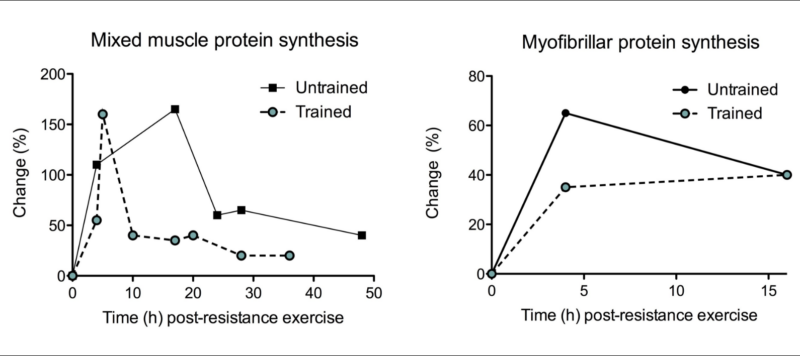 ​La ingesta de proteínas en la respuesta muscular