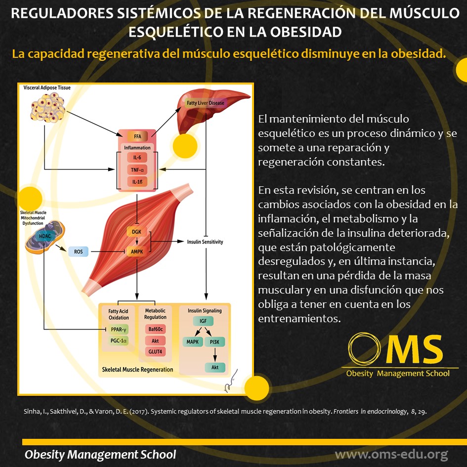 Reguladores sistémicos de la regeneración del músculo esquelético en la obesidad
