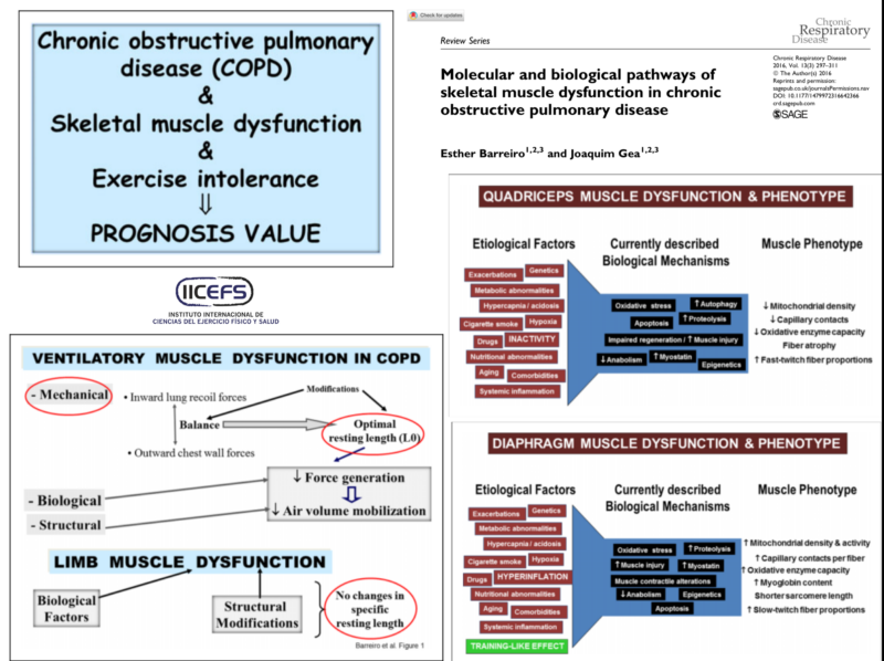 Vías Moleculares y Biológicas de la Disfunción Muscular en ...