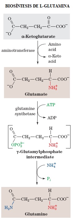 Biosíntesis de L-Glutamina