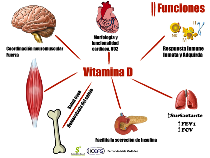 Vitamina D en atletas (Parte II) - Instituto Internacional de Ciencias del  Ejercicio Físico y Salud